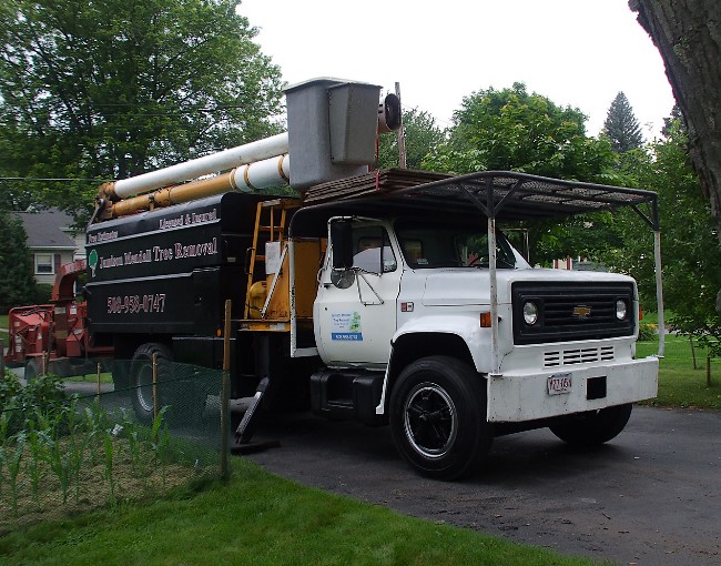 We offer a full service tree removal program