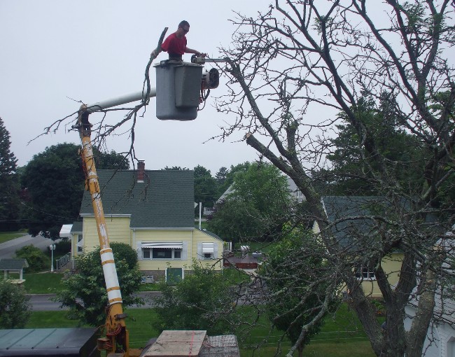 No matter how bad your tree is, we can handle it