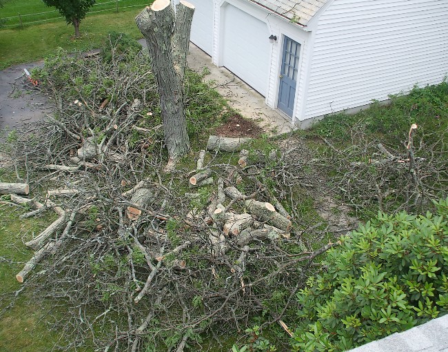 Tree today - gone tomorrow