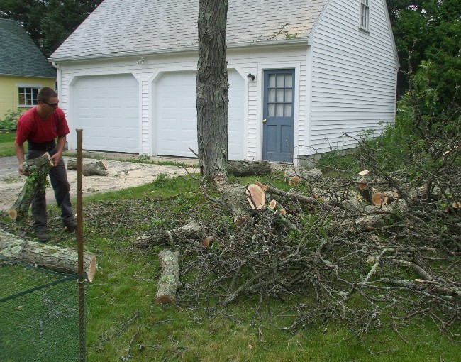 Before you know it, that old nasty tree is gone