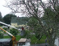 We can handle any tree - live, dead or half way in-between