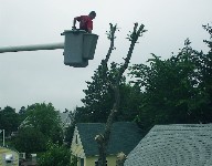 We take great care as the tree comes down